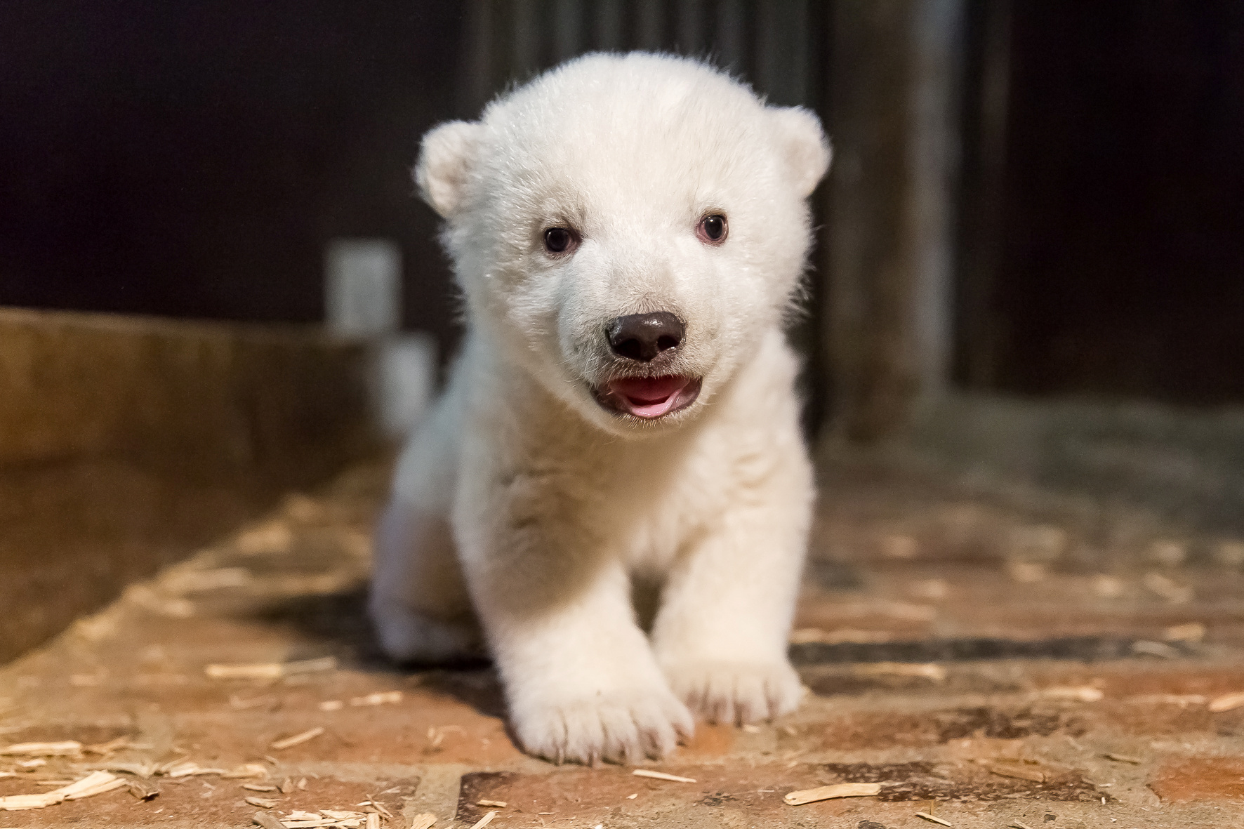 Белый медведь альбинос